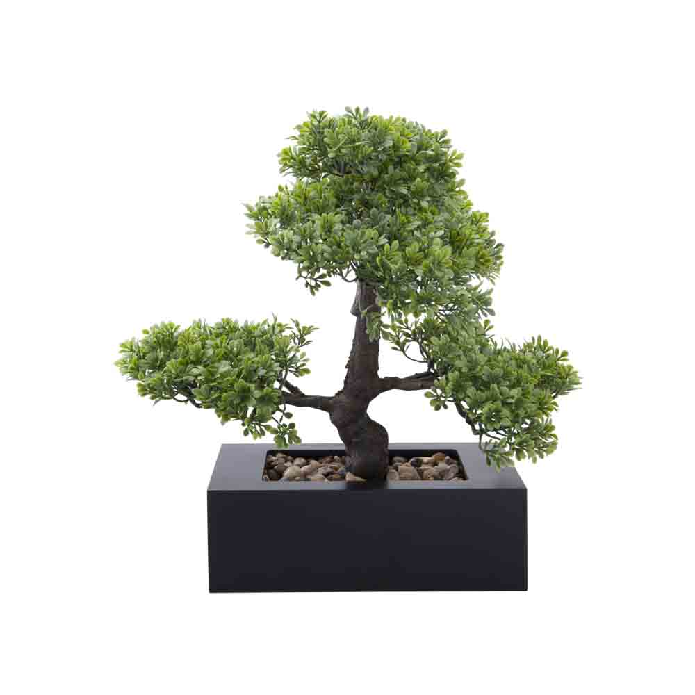 TEA BONSAI BONSAI IN POT GN