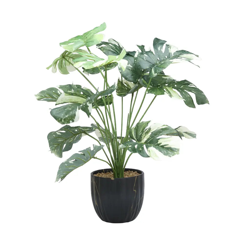 SASA MONSTERA IN POT H67CM GN/WT