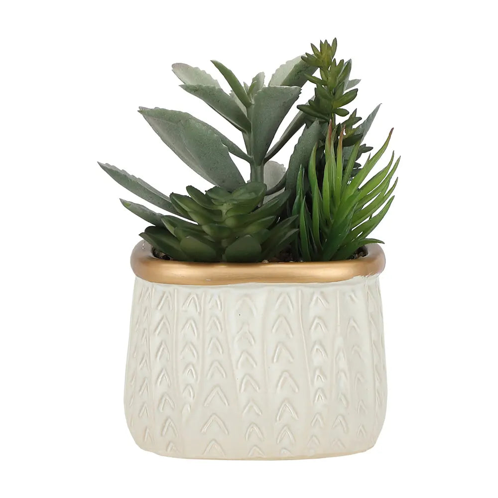 PENNEY SUCCULENT IN POT GN/BE