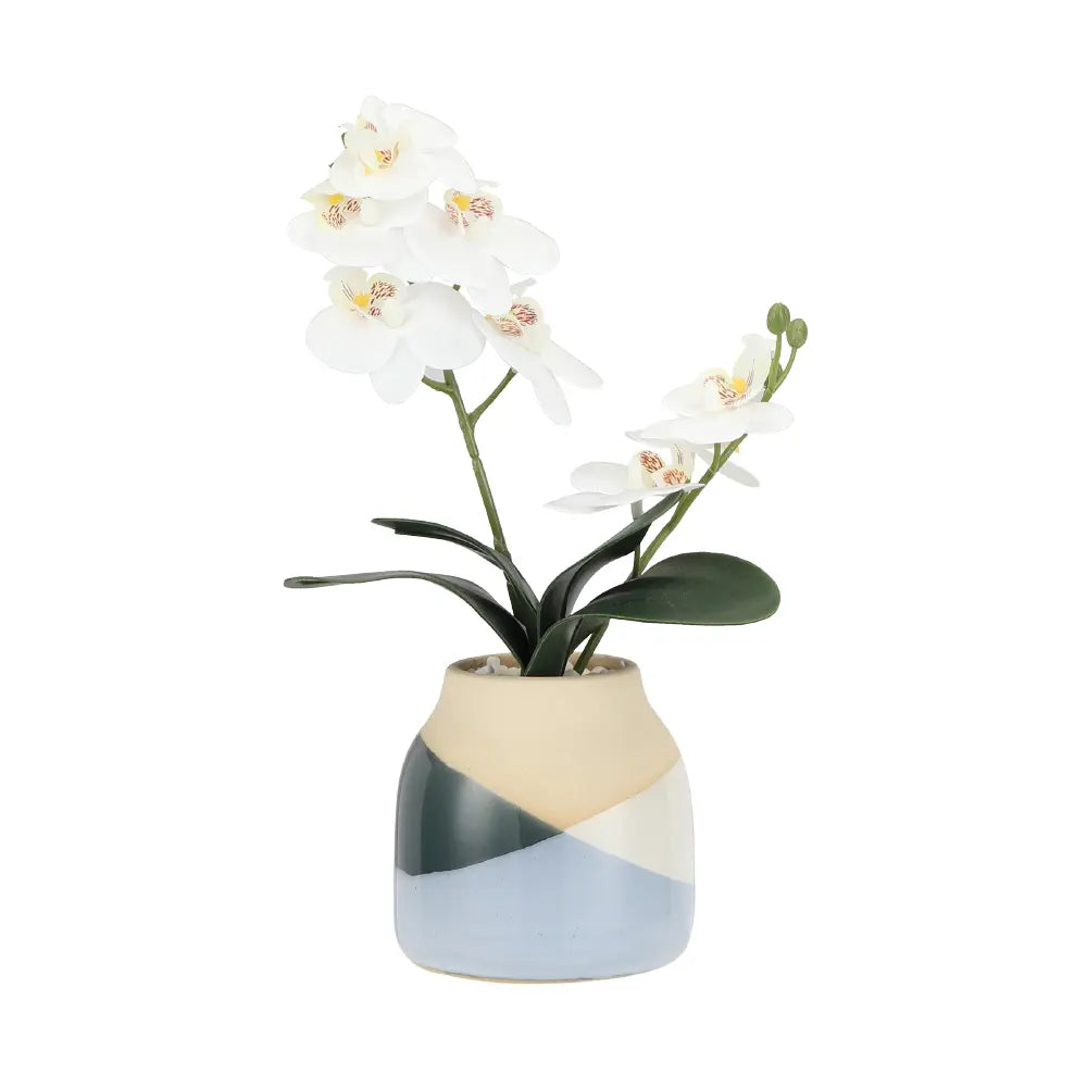 ORANDA MINI ORCHID IN CERAMIC POT WT/MTC