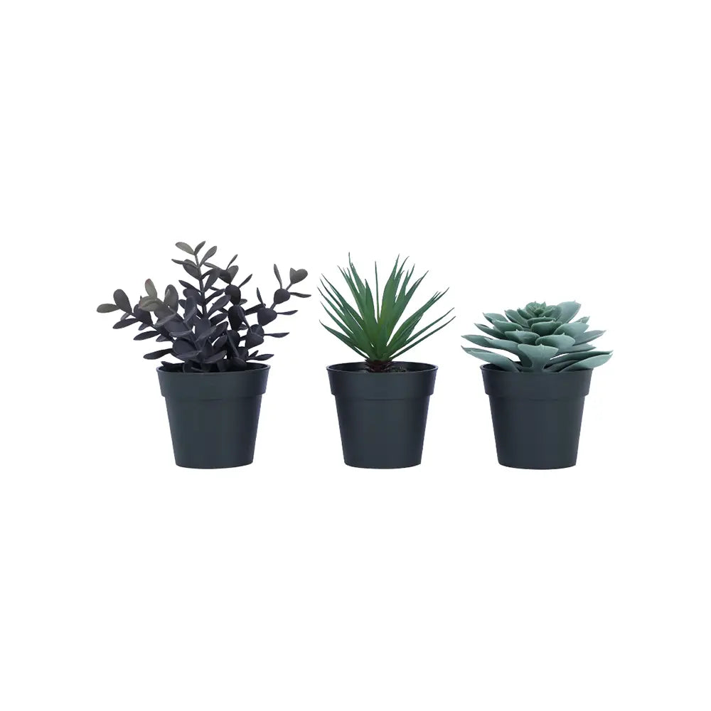 SHERON-A SUCCULENT IN POT 3PCS/SET GN