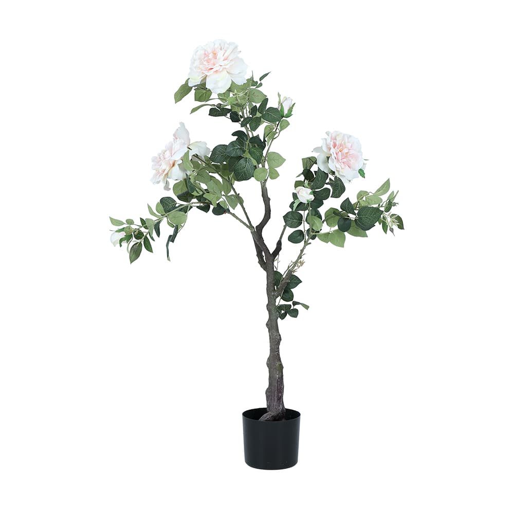 ORNETTA ROSE IN POT 115CM PK/GN