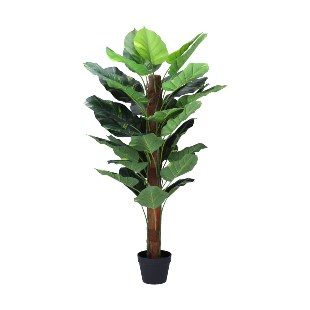 MARCO POTHOS IN POT H120CM GN/BN