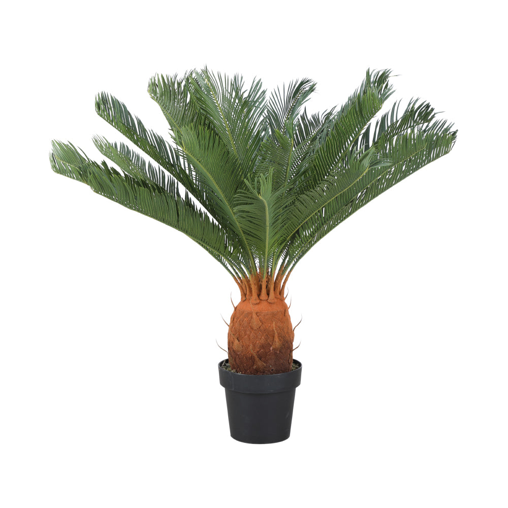 CYCAD CYCAS IN POT 80X80X90CM. GN