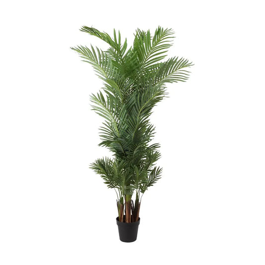 PALOMA PALM TREE IN POT H180 CM. GN