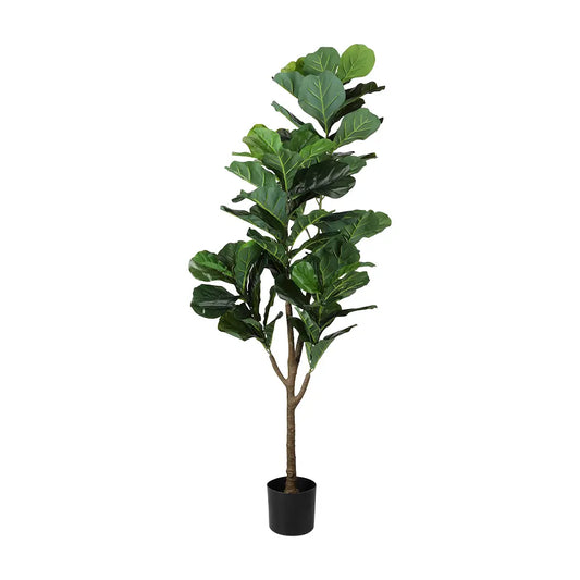 FLIDA FIDDLE FIG TREE W/POT H170CM GN