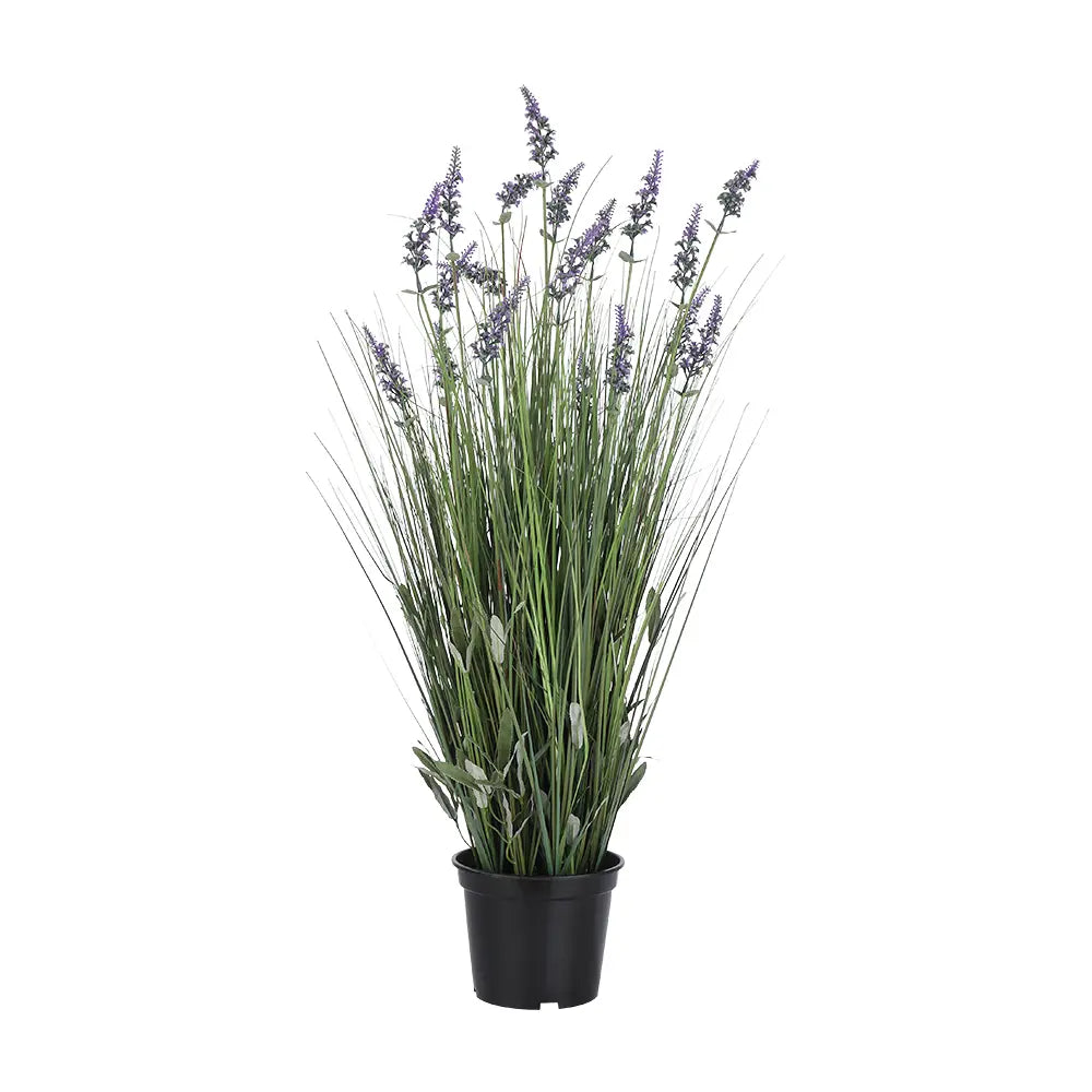 LAVENDER PLANT IN POT 42X42X91CM GN/VL