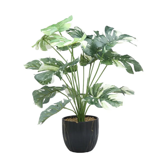 SASA MONSTERA IN POT H67CM GN/WT