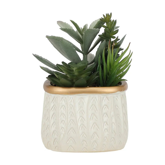 PENNEY SUCCULENT IN POT GN/BE
