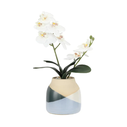 ORANDA MINI ORCHID IN CERAMIC POT WT/MTC