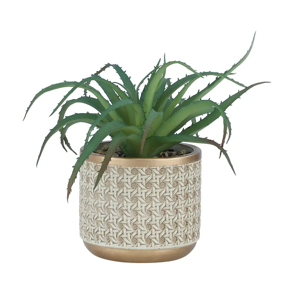 ALORA ALOE IN CERAMIC POT GN/BN