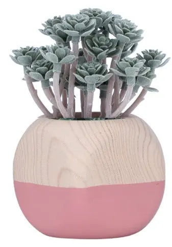 IRIS-C SUCCULENT IN POT GN/PK