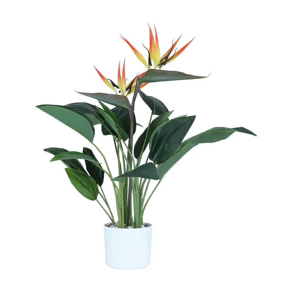 LITZIA STRELITZIA TREE IN POT 78CM ON/WT