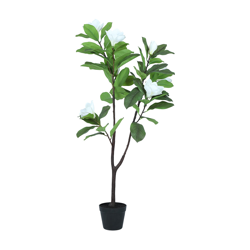 MAGNY MAGNOLIA TREE IN POT 120CM WT/GN