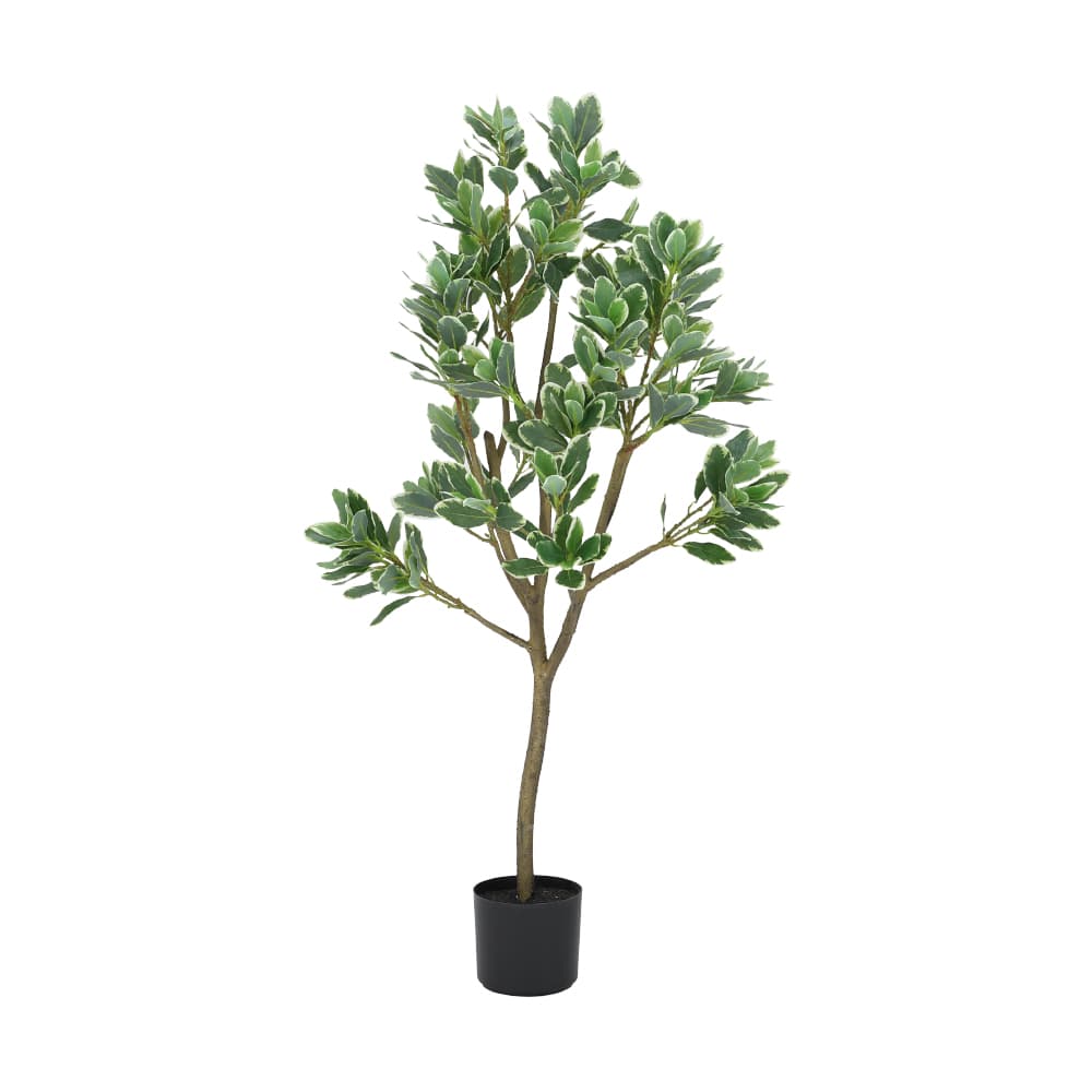 ITTO PITTOSPORUM TREE IN POT H120 GN/WT