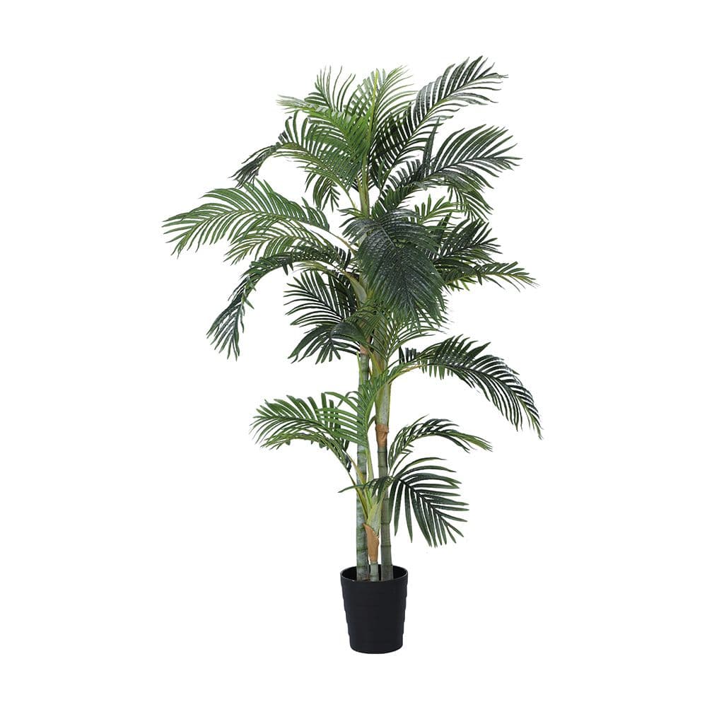 ARESCA ARECA PALM W/POT H210CM GN