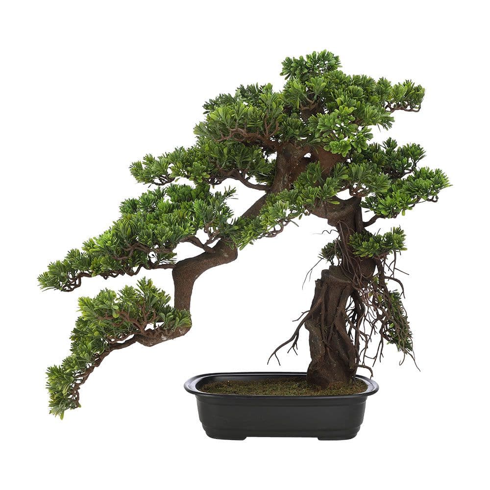 BOSINA BONSAI IN POT 60X33X65CM. GN