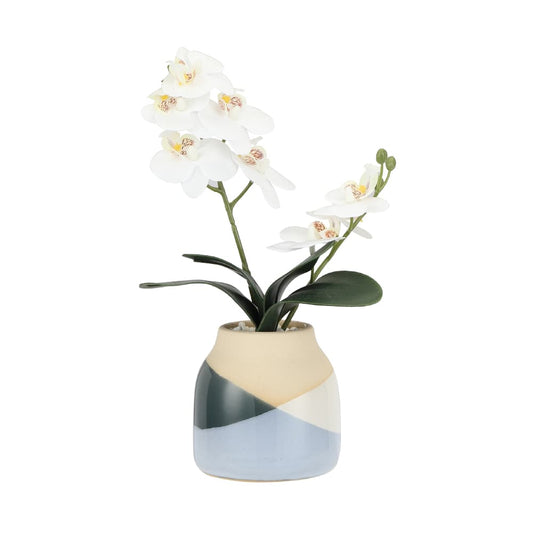 ORANDA ORCHID IN POT WT