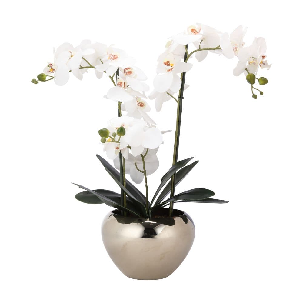 FALEEN ORCHID IN POT H53CM WT/SV