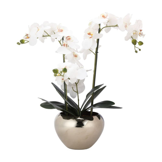 FALEEN ORCHID IN POT H53CM WT/SV